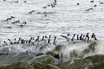 Common Guillemots