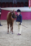 Class 9R Regional- IH Pre Vet portfolio