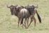Silly Gnu