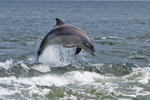 Bottlenose Dolphin - Tursiops truncatus