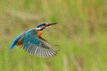 Kingfisher (female) takes off, Scotland