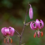Martagon lily[ or Turk's cap lily (Lilium martagon)