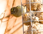 20110308-IMG_1814