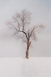 TheTree2007Layer190019