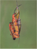 Red Soldier Beetles Mating