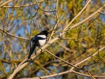 Magpie