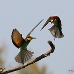 European Bee-eater (Merops apiaster)