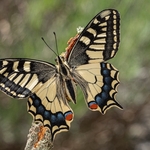 Common Swallowtail, (Papilio machaon) 