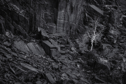 Dinorwic tree