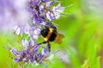 Bee on a Blue Tansy - 3858_00002
