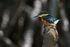 American Pygmy Kingfisher, side view, Sierpe River, Costa Rica