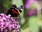 Red Admiral feeding on buddleia flower, Oxfordshire, UK