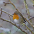 IMG_6765 - ROBIN IN THE FROST - Version 3 copy
