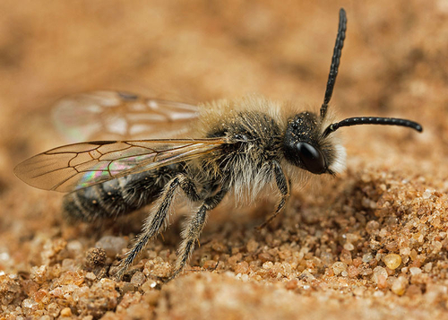 [i]Andrena barbilabris[/i] male. Abandoned quarry Stafordshire. May 2013.