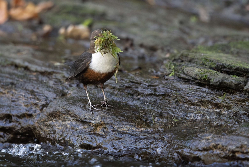 Dipper - River Bollin - Cheshire