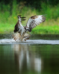 Scottish Osprey bursts from water with fish at Rothiemurchus