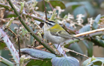 Firecrest