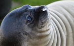 Young Elephant seal