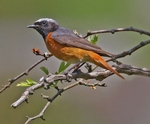 Common Redstart