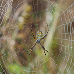 Banded Garden Spider Female Argiope trifasciata