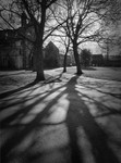 Tree Shadow