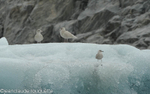 Glaucous Gull