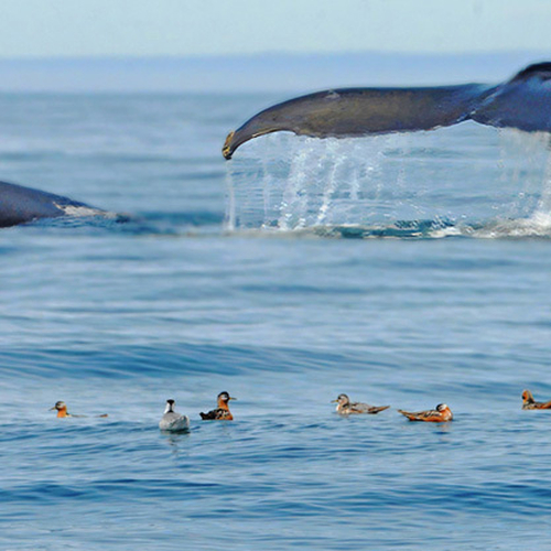 Red Phalaropes exhibiting commensalism by 'hanging' around' Humpback surface events. Commensalism is a symbiotic rela…