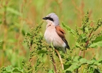 Shrikes portfolio