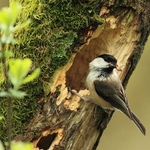 Willow Tit