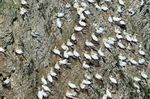 Gannets