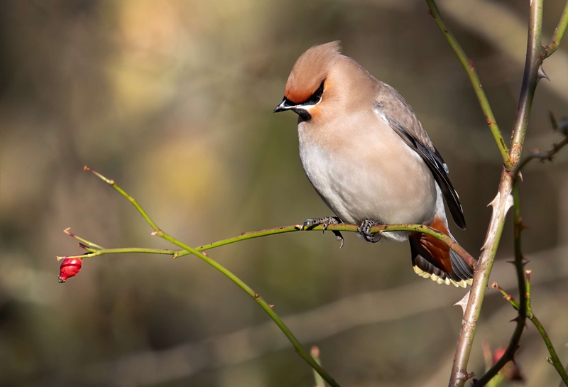 Waxwing - Hassop - Derbyshire