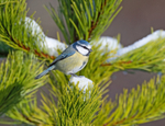 Blue Tit - Cyanistes caeruleus