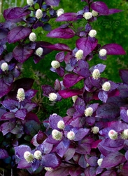 Floral 156