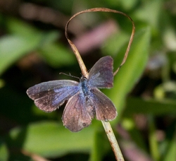 AnimalsCreatures _0046