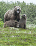 McNeil River Bears-10
