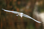 Great Egret flying wings outstretched, Venice Rookery, Florida