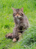 Scottish Wildcat at the British Wildlife Centre