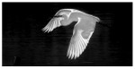 Birds - Monochrome - 04