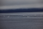 Beluga whales 4659