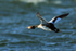 Great Crested Grebe in flight at Farmoor Reservoir