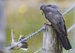 CUCKOO MEGA 7