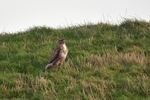 Common Buzzard