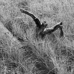 1114 - Logs in Reedy Grass