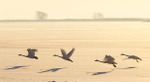 TUNDRA SWANS IN FLIGHT, 2016 - INNER BAY, LONG POINT