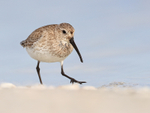 Close approach of Dunlin, Fort De Soto Park, Florida