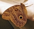 Hugh Elliott - South American Moth - Leica D-Lux 7