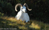Dall sheep.