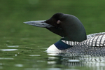 Sleepy Common Loon, Minnesota, USA