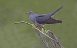 Male Cuckoo