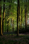 Micheldever Wood 7847